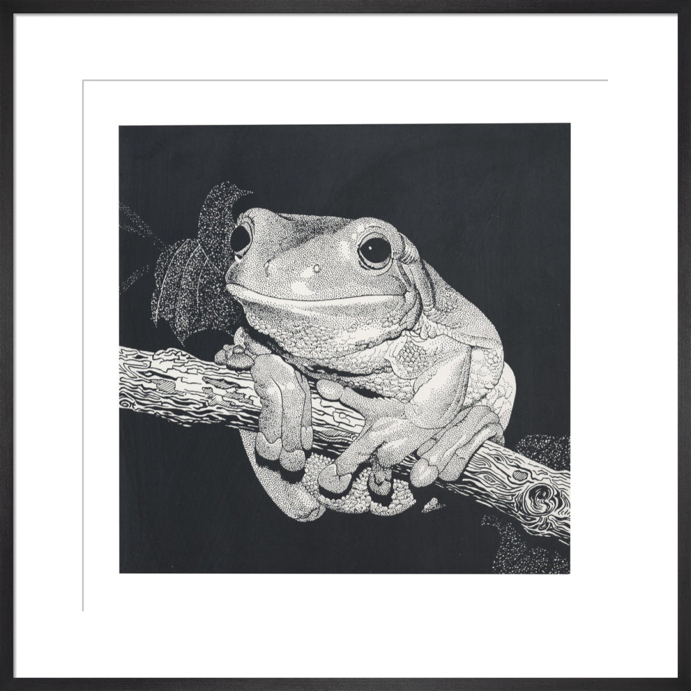 Green Tree Frog - art print