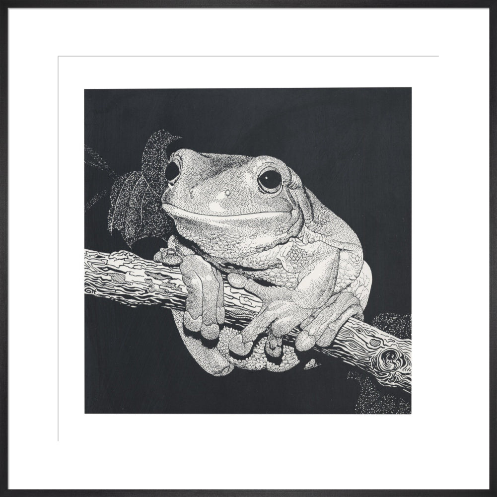 Green Tree Frog - art print