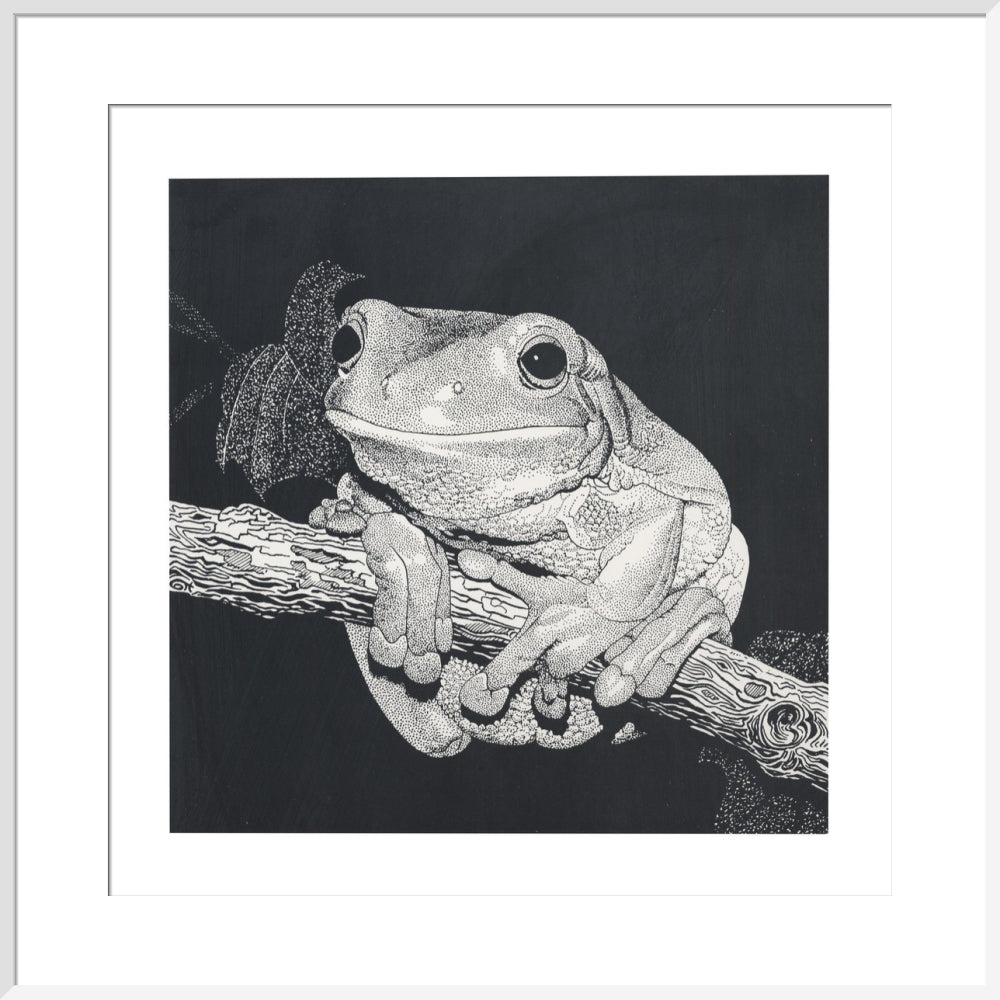 Green Tree Frog - art print