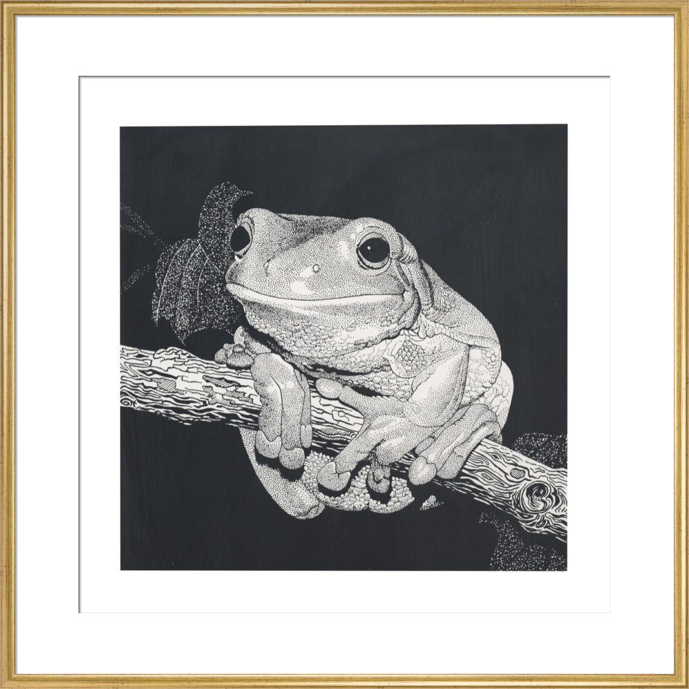 Green Tree Frog - art print