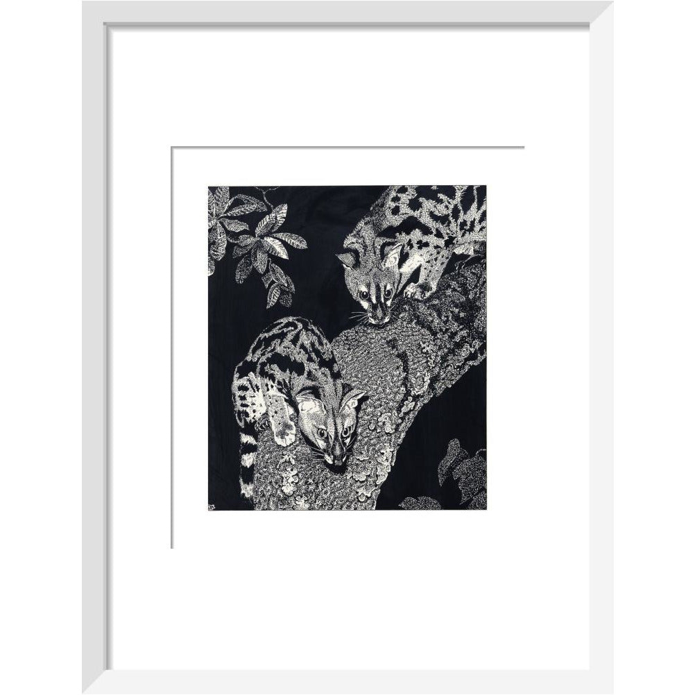Large Spotted Genet - art print