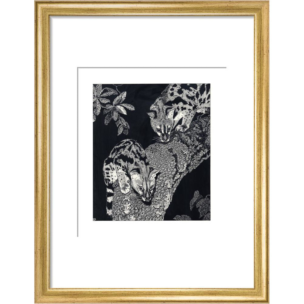 Large Spotted Genet - art print