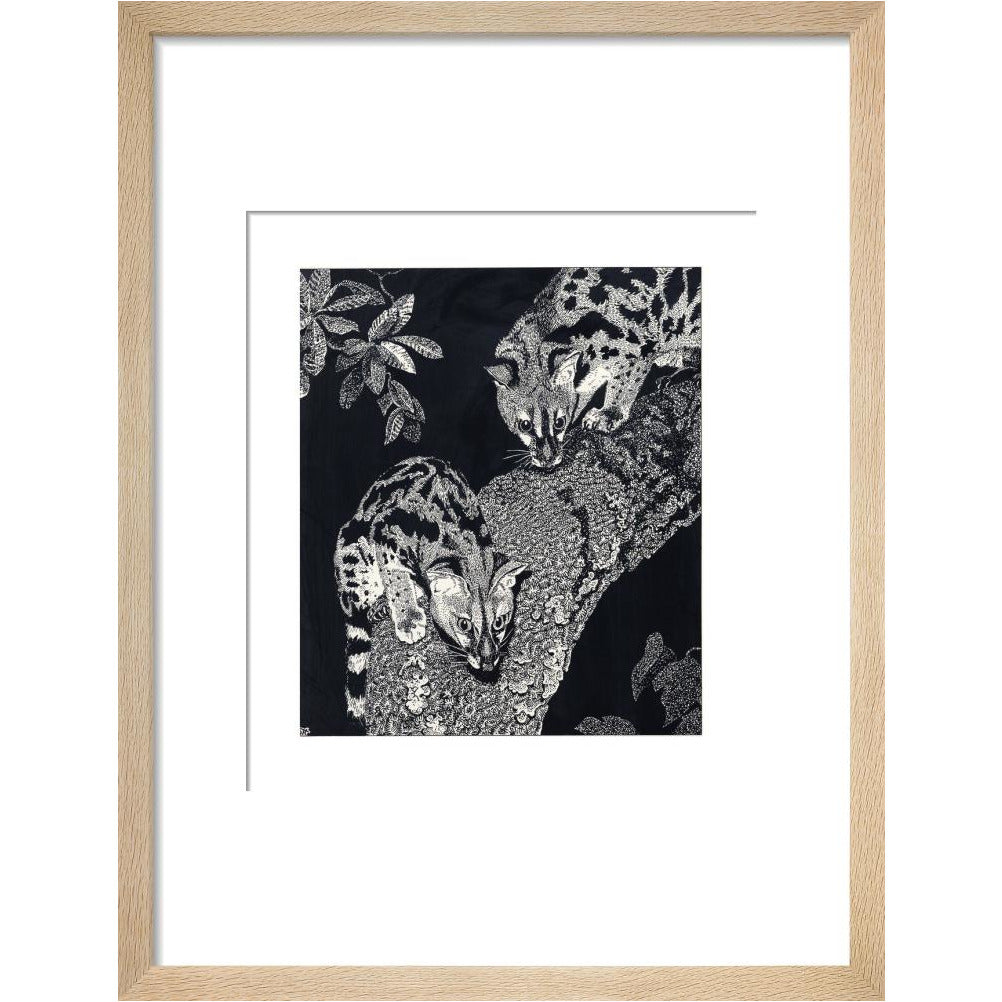 Large Spotted Genet - art print