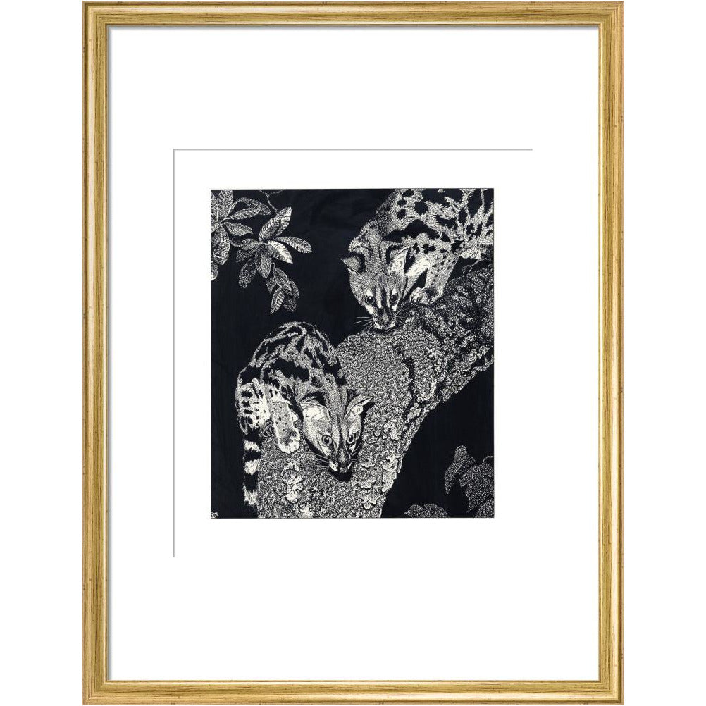Large Spotted Genet - art print