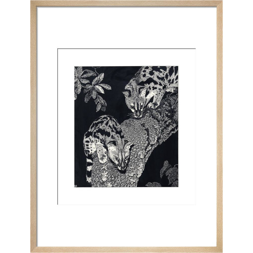 Large Spotted Genet - art print