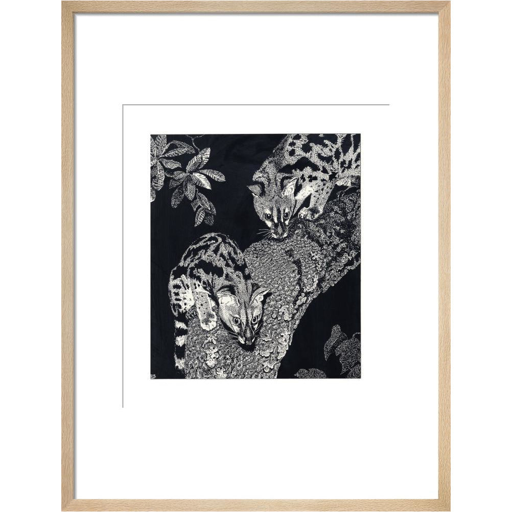 Large Spotted Genet - art print