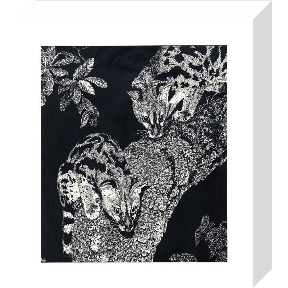Large Spotted Genet - art print
