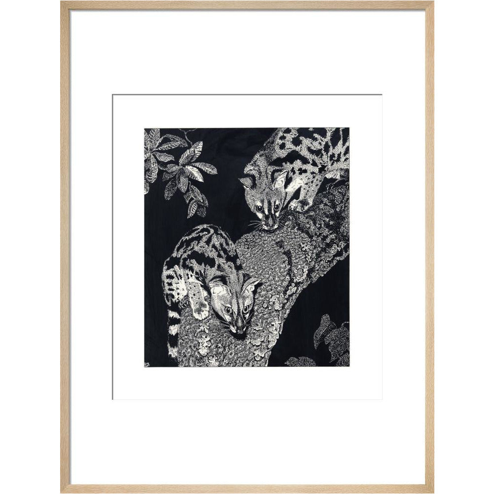 Large Spotted Genet - art print