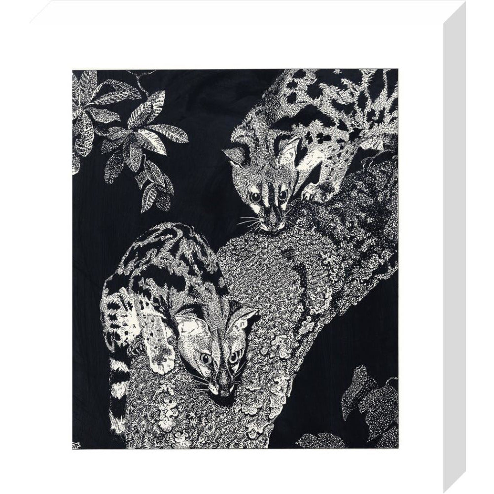 Large Spotted Genet - art print