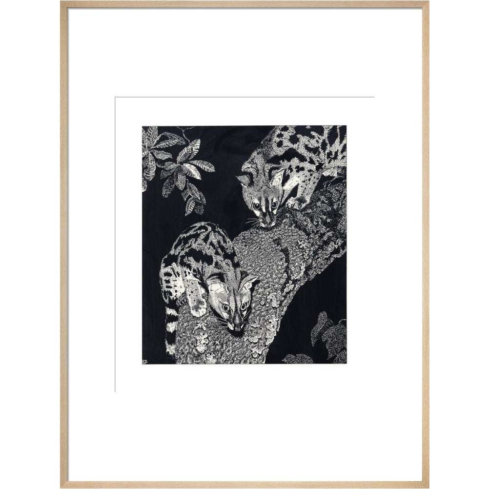 Large Spotted Genet - art print