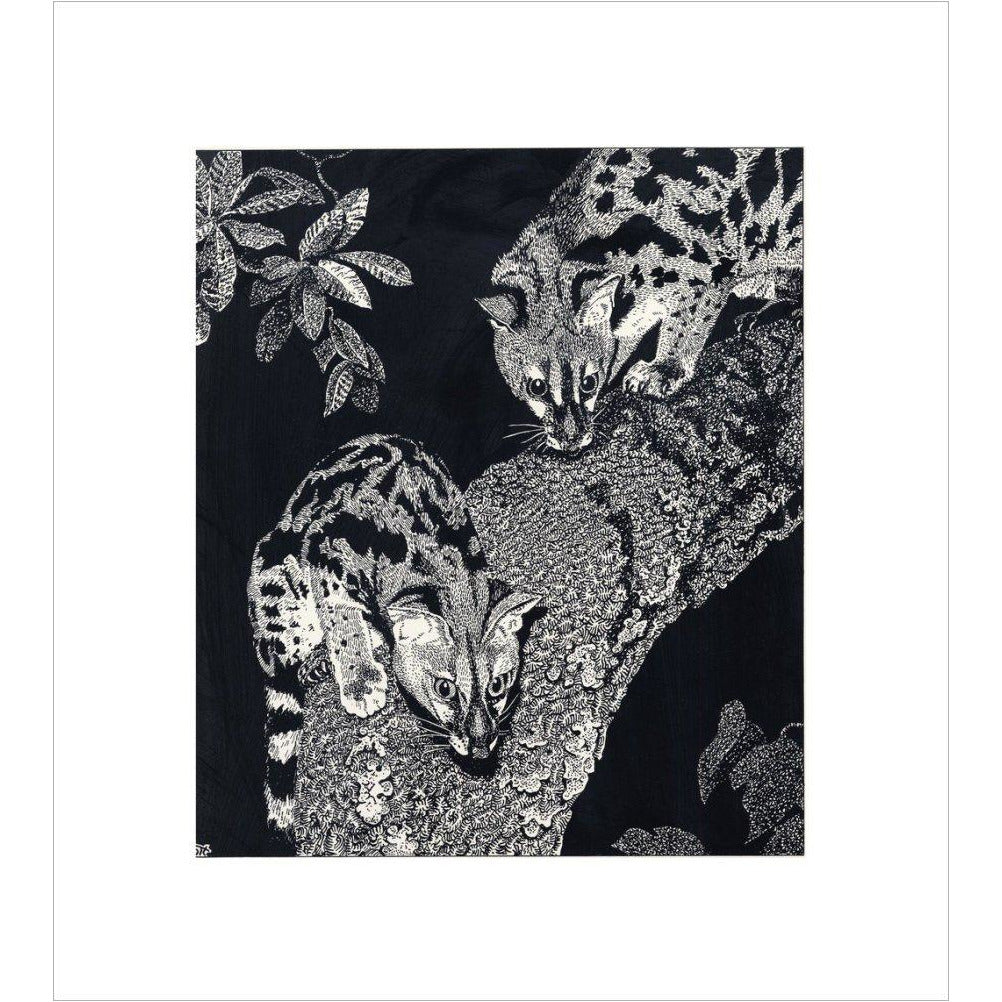 Large Spotted Genet - art print