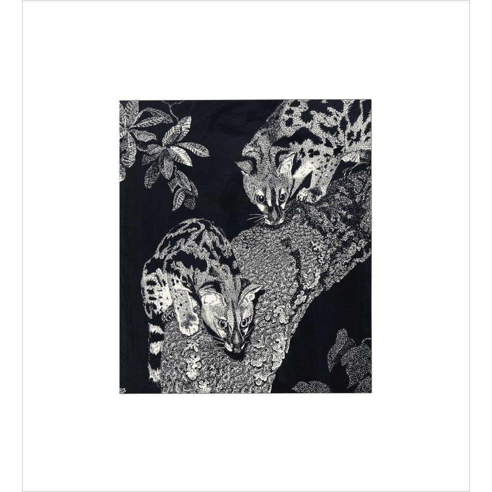 Large Spotted Genet - art print
