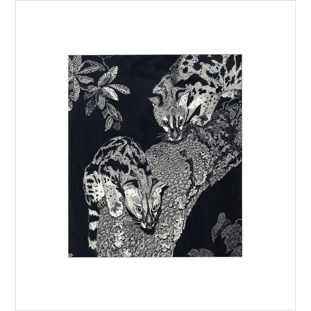 Large Spotted Genet - art print