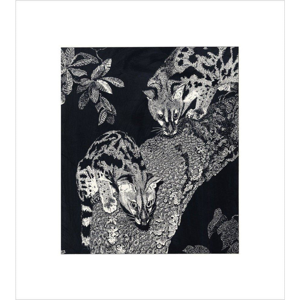 Large Spotted Genet - art print