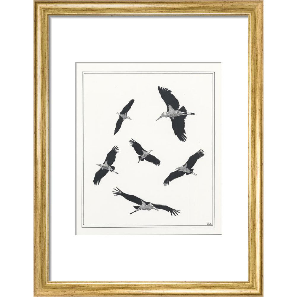 Marabou Sailing - art print
