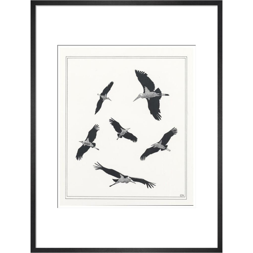 Marabou Sailing - art print