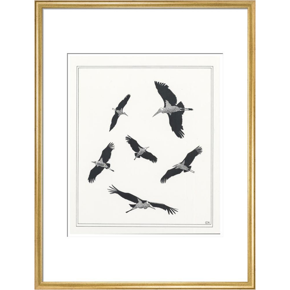 Marabou Sailing - art print