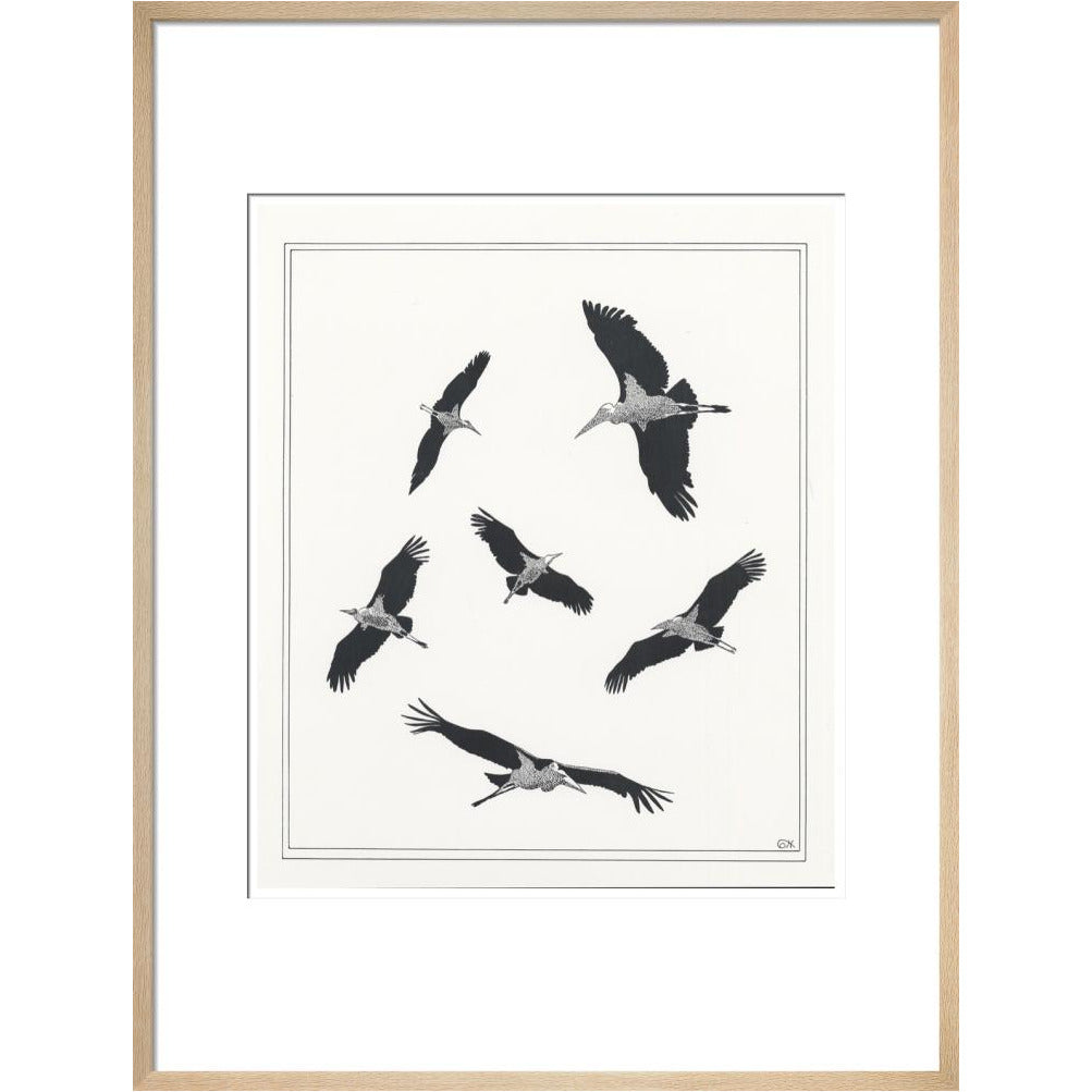 Marabou Sailing - art print