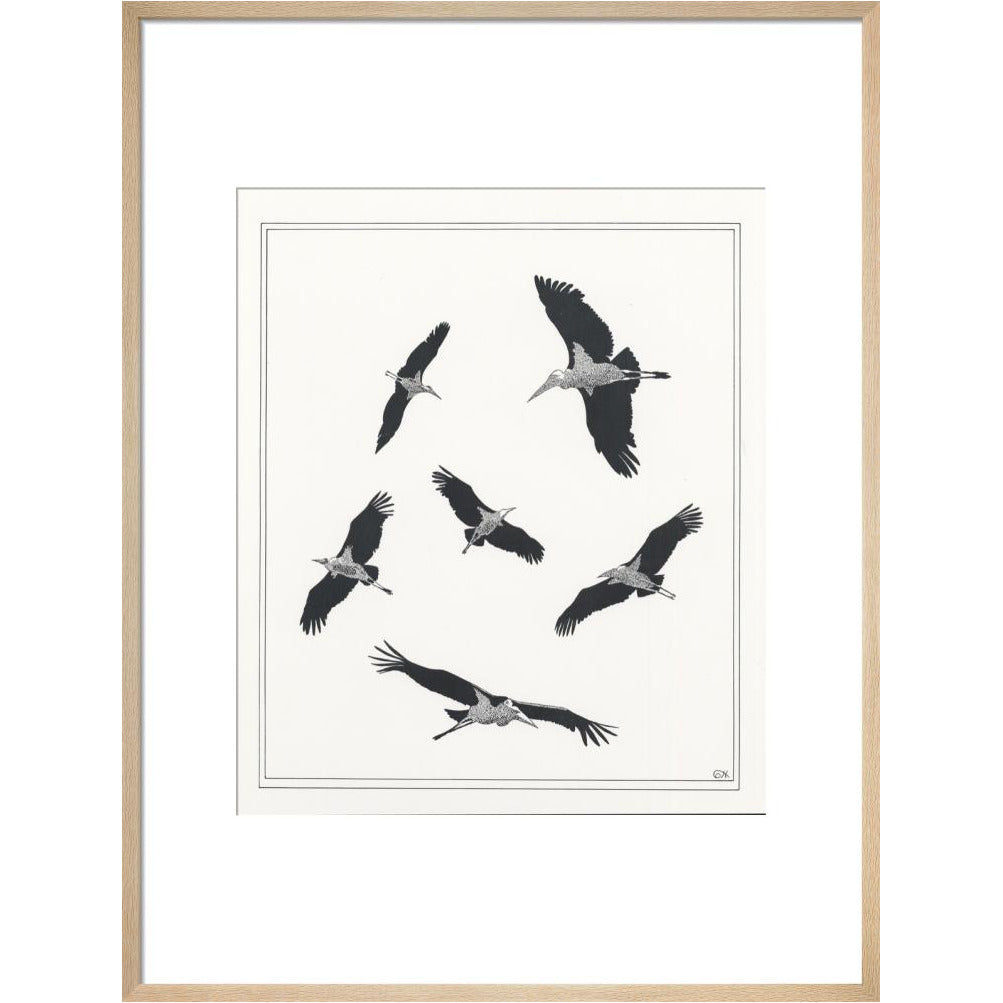 Marabou Sailing - art print
