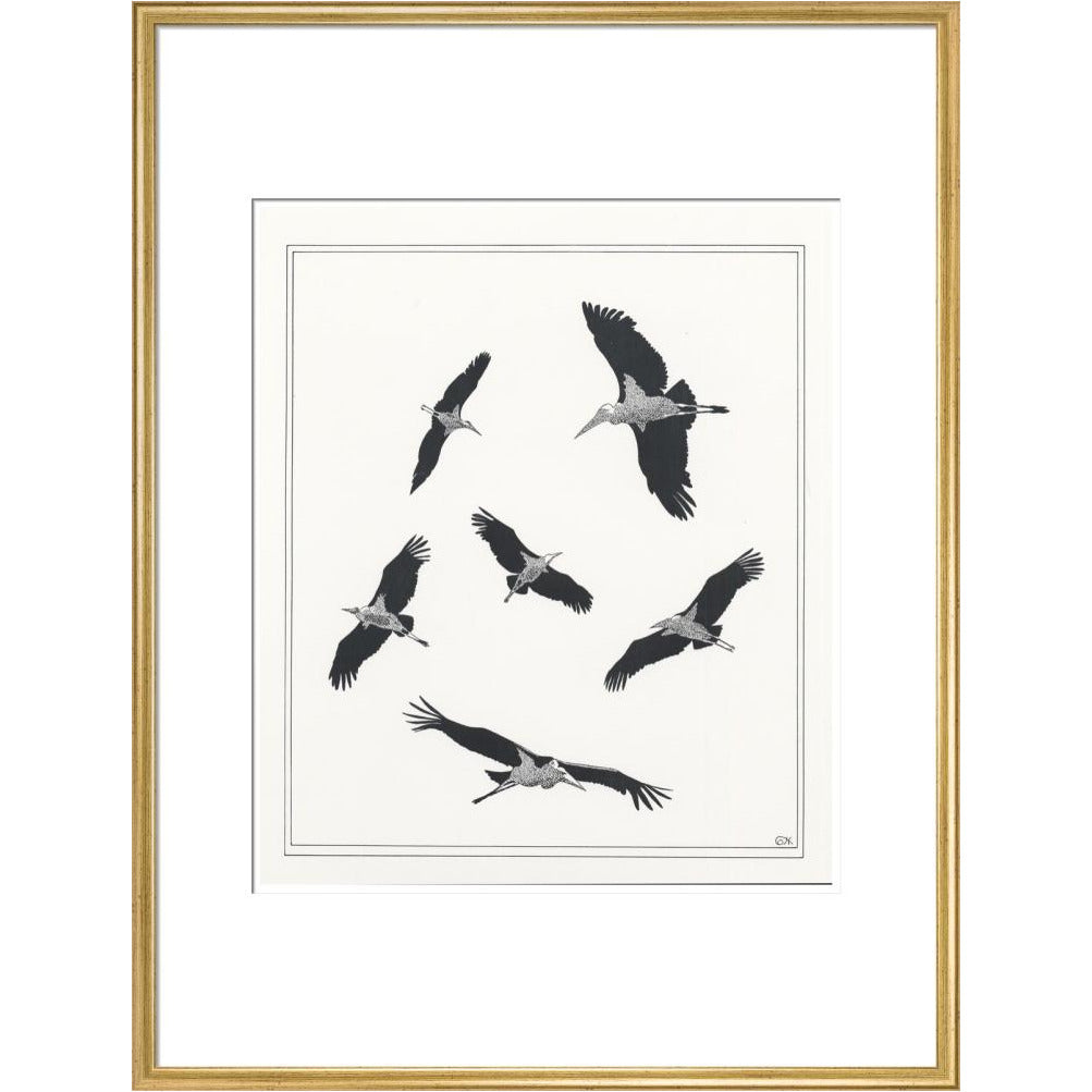 Marabou Sailing - art print
