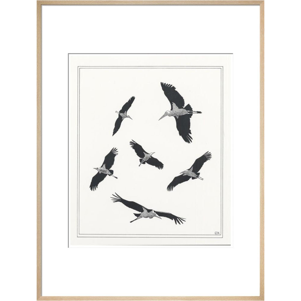 Marabou Sailing - art print