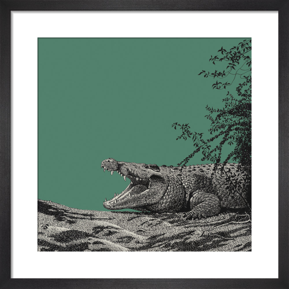 Bull Crocodile on Green - art print