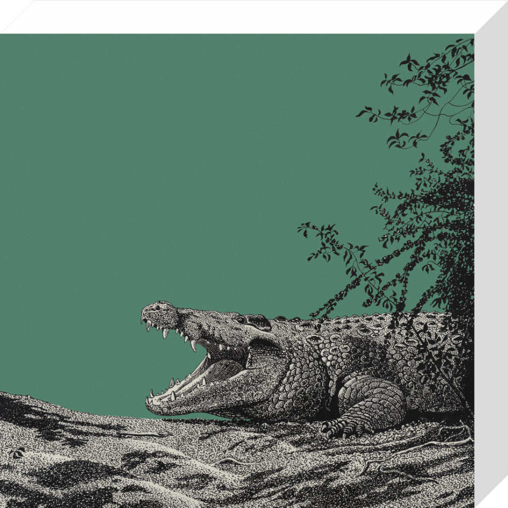 Bull Crocodile on Green - art print