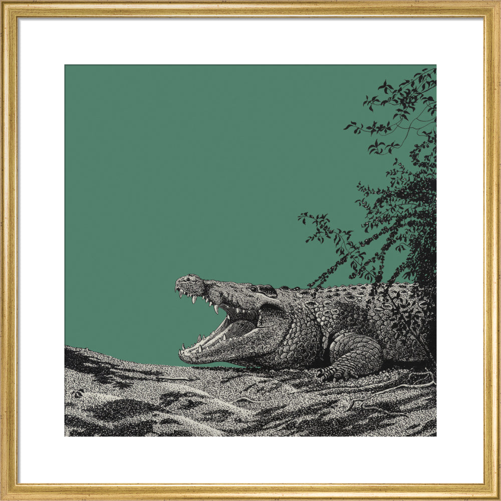 Bull Crocodile on Green - art print