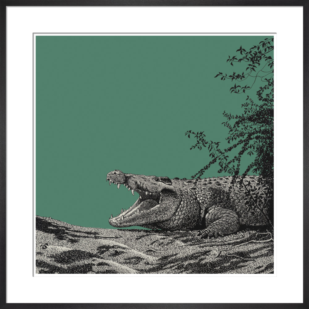 Bull Crocodile on Green - art print