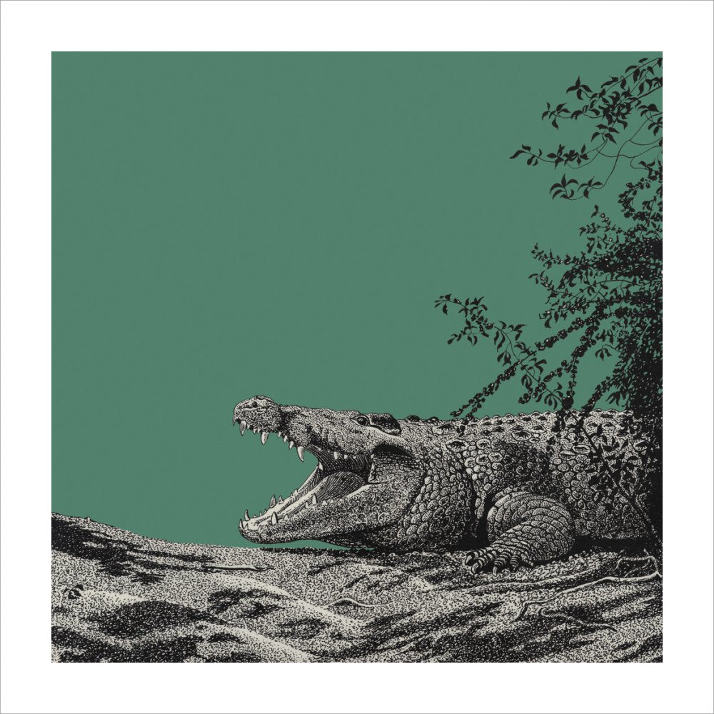 Bull Crocodile on Green - art print