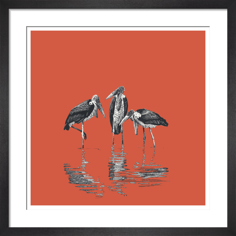 Marabou Storks - art print