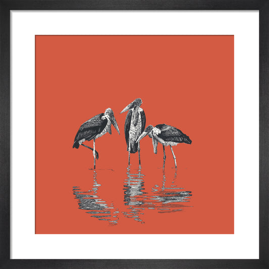 Marabou Storks - art print