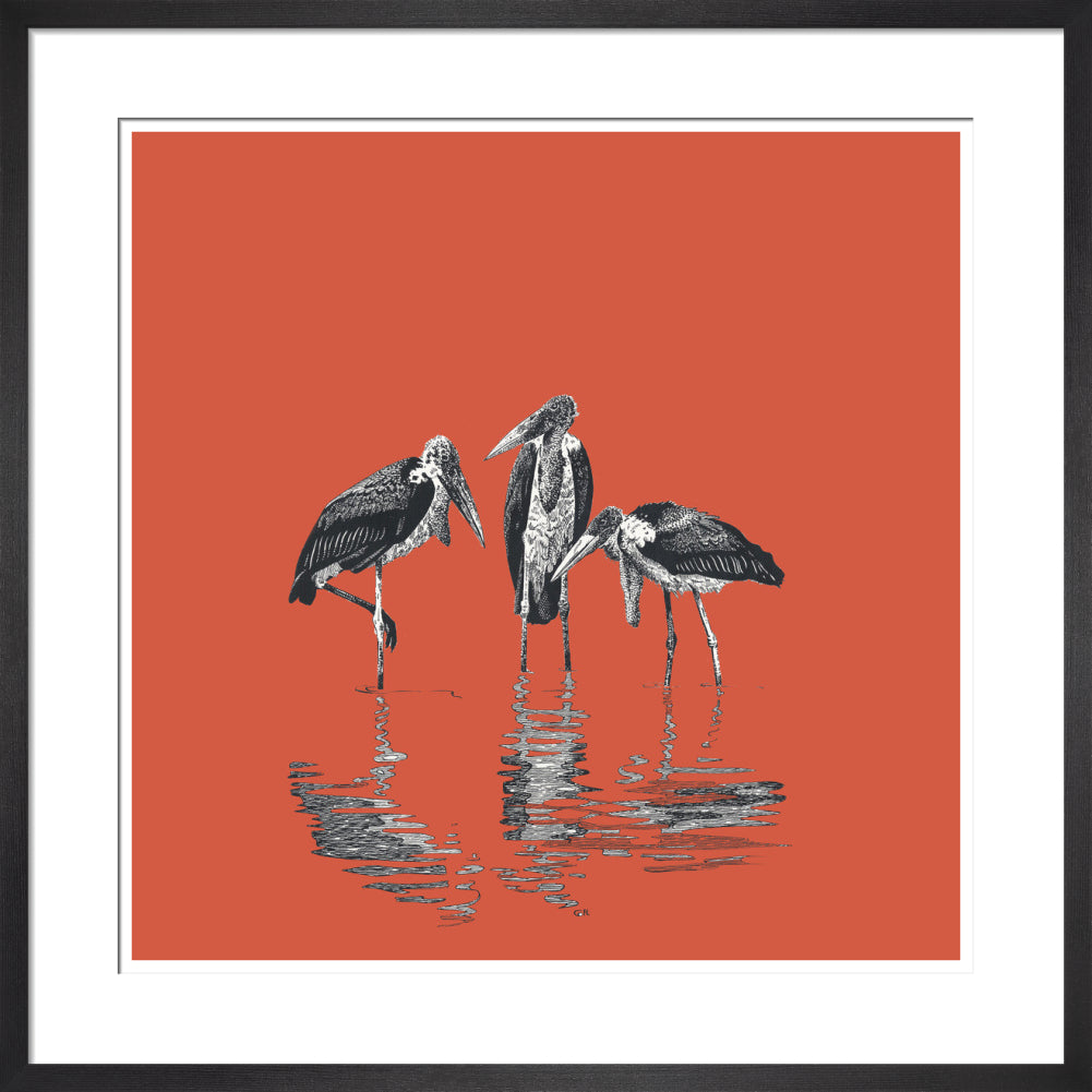 Marabou Storks - art print