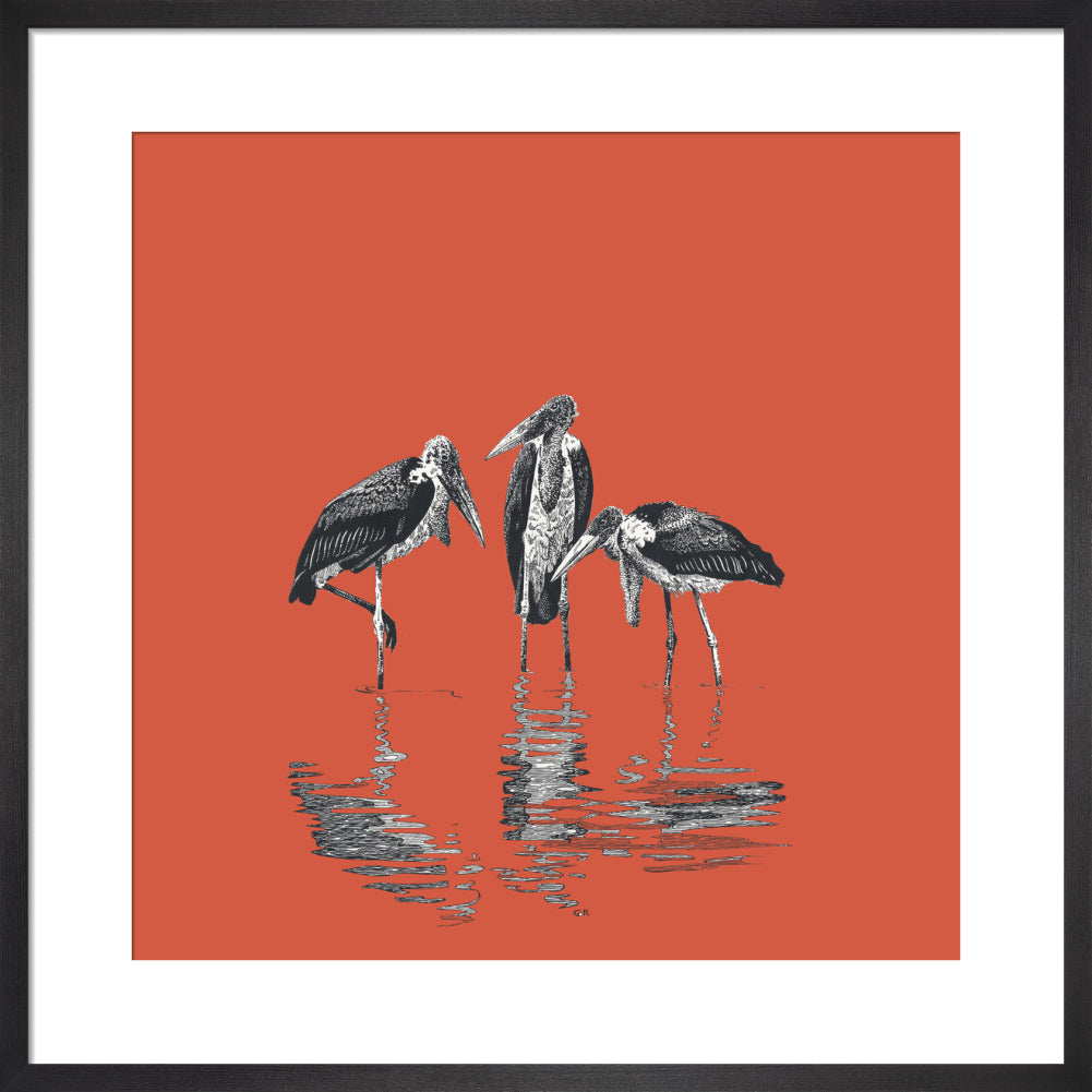 Marabou Storks - art print