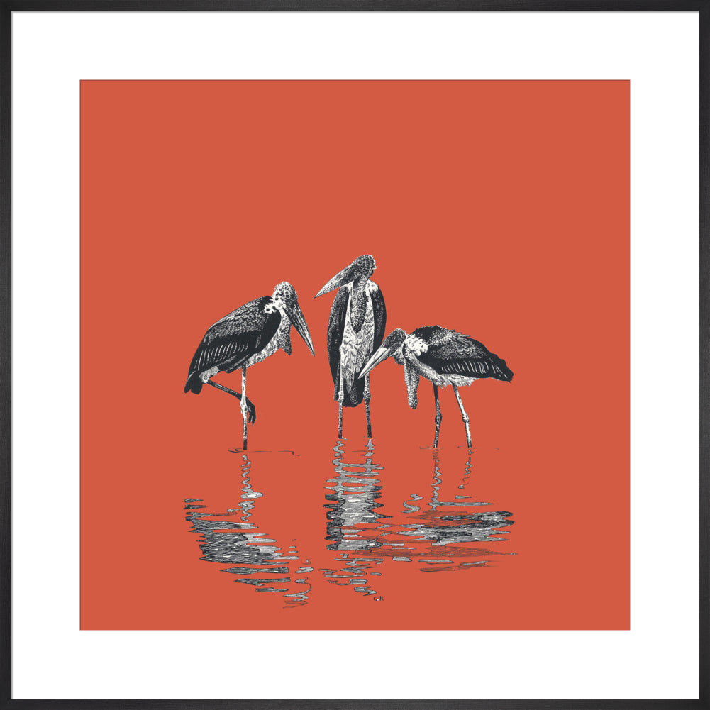 Marabou Storks - art print