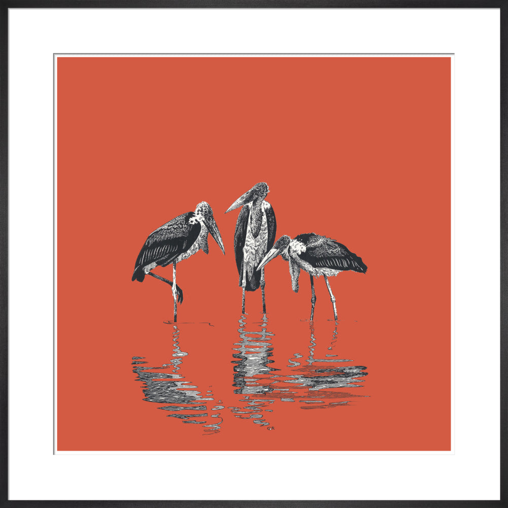 Marabou Storks - art print