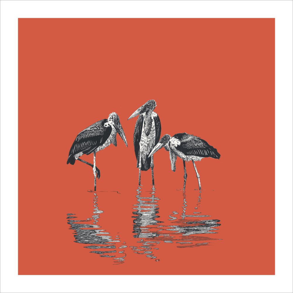 Marabou Storks - art print