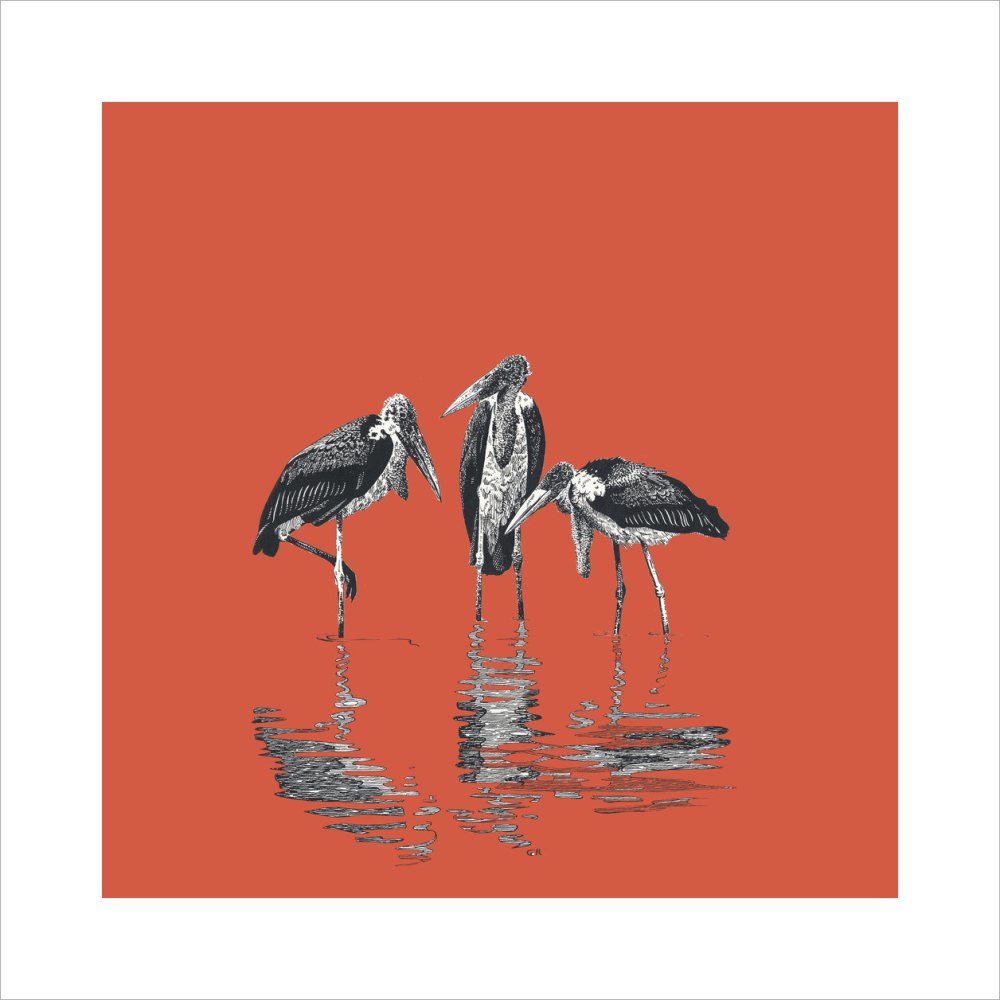 Marabou Storks - art print