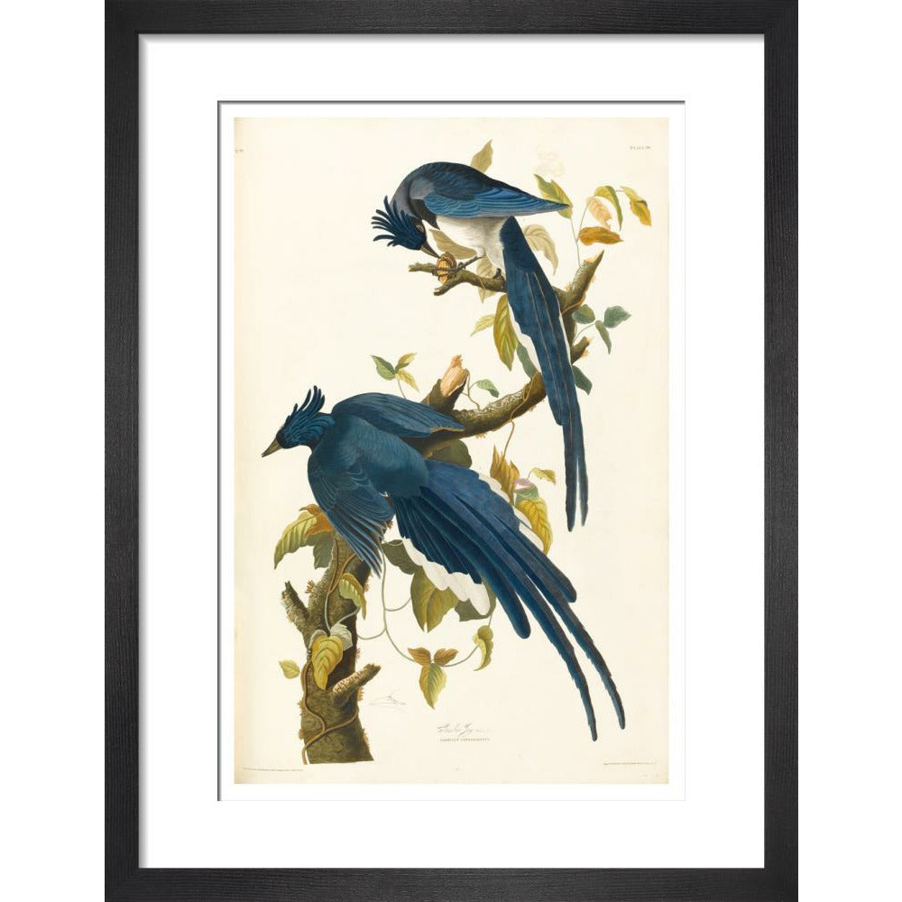 Columbia Jay - Art print
