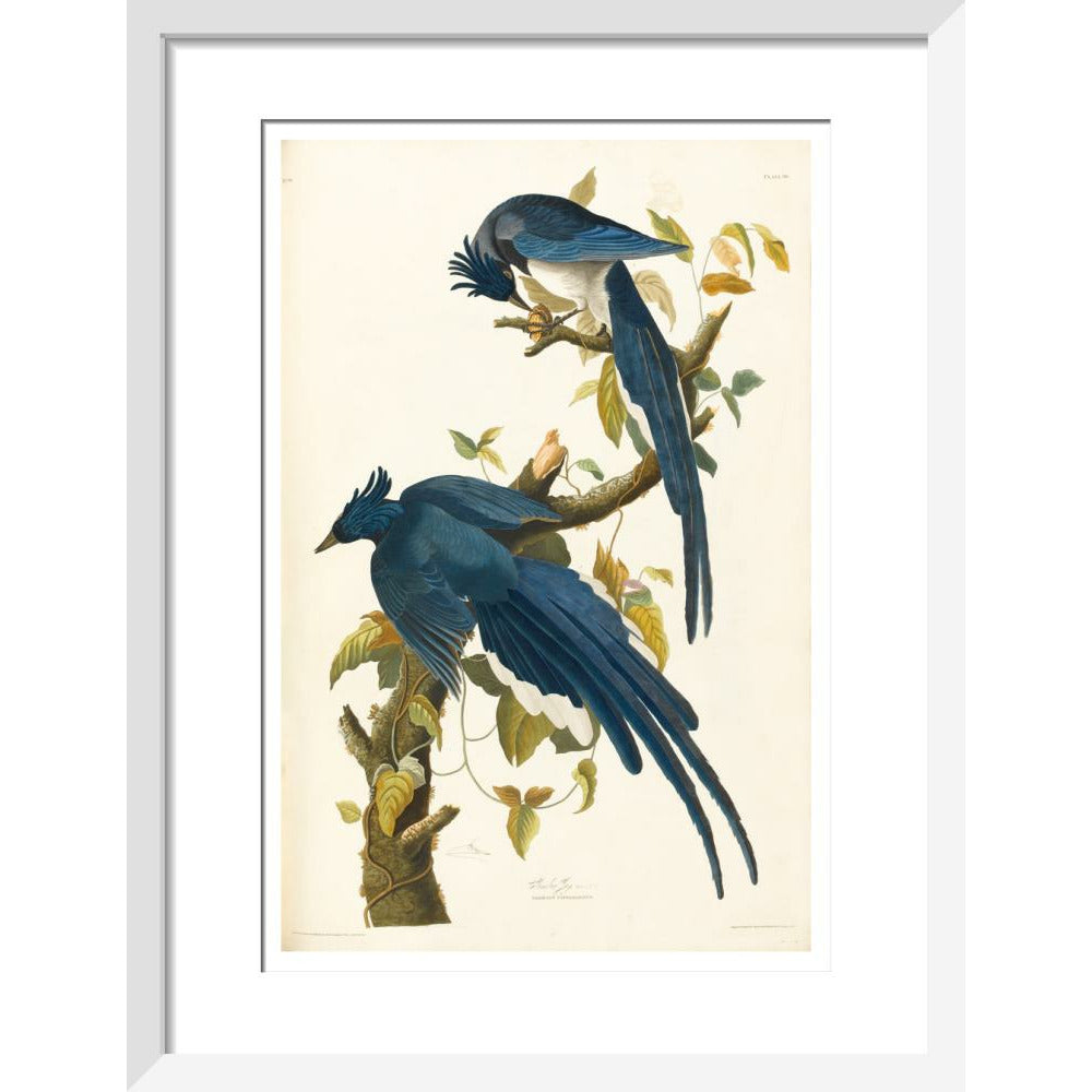 Columbia Jay - Art print