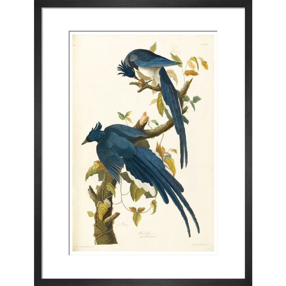 Columbia Jay - Art print