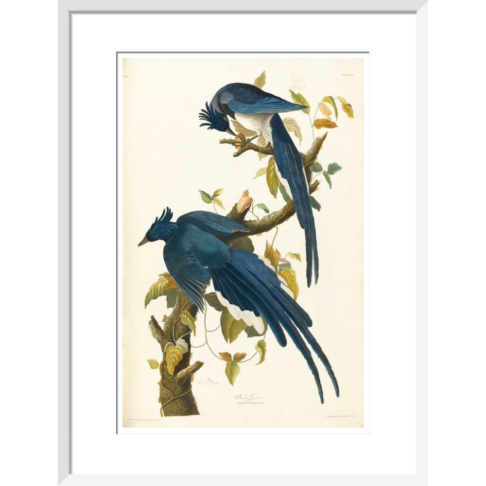 Columbia Jay - Art print