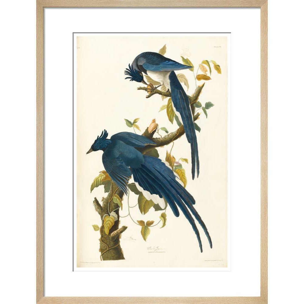 Columbia Jay - Art print