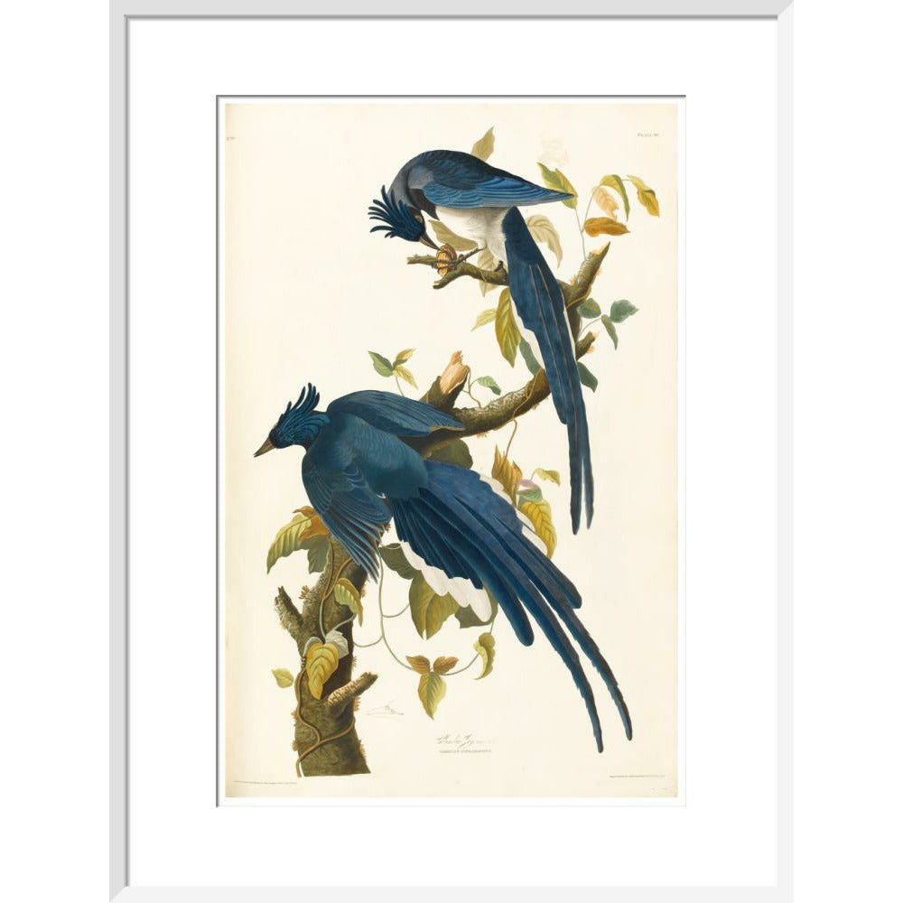 Columbia Jay - Art print