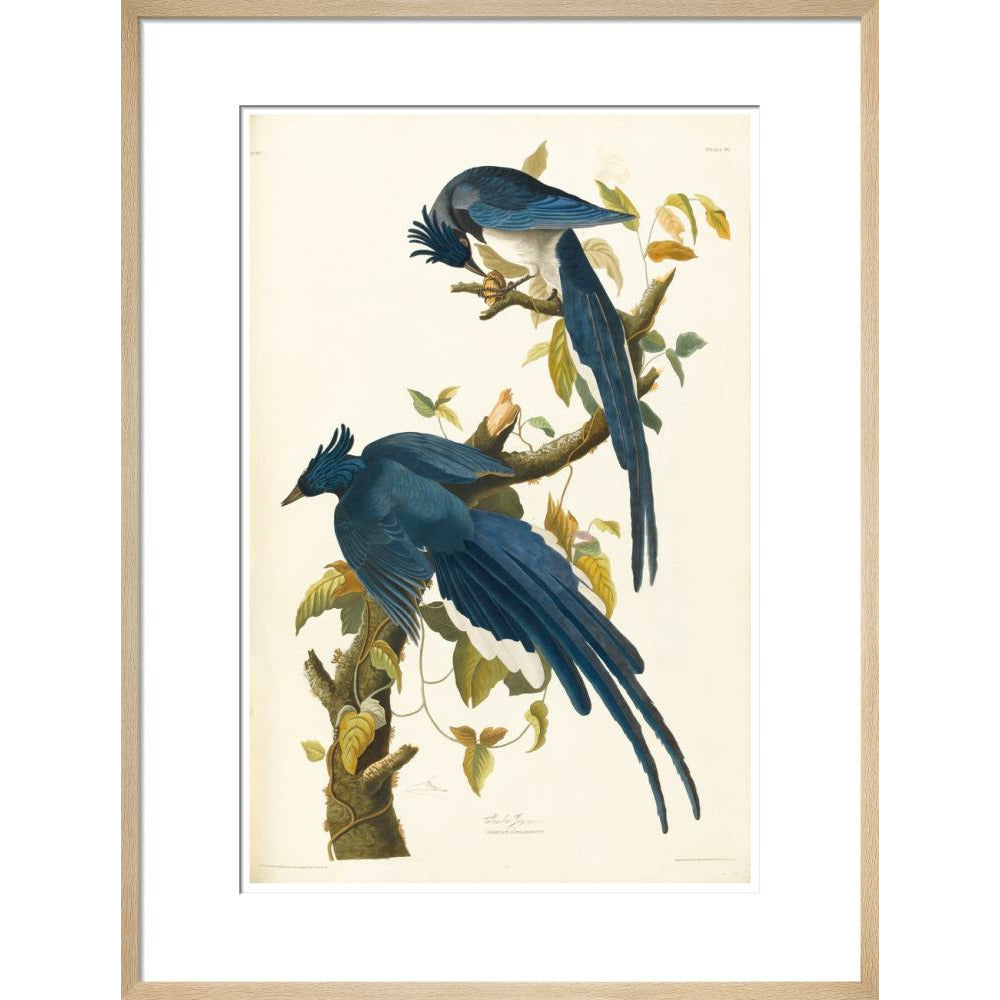 Columbia Jay - Art print