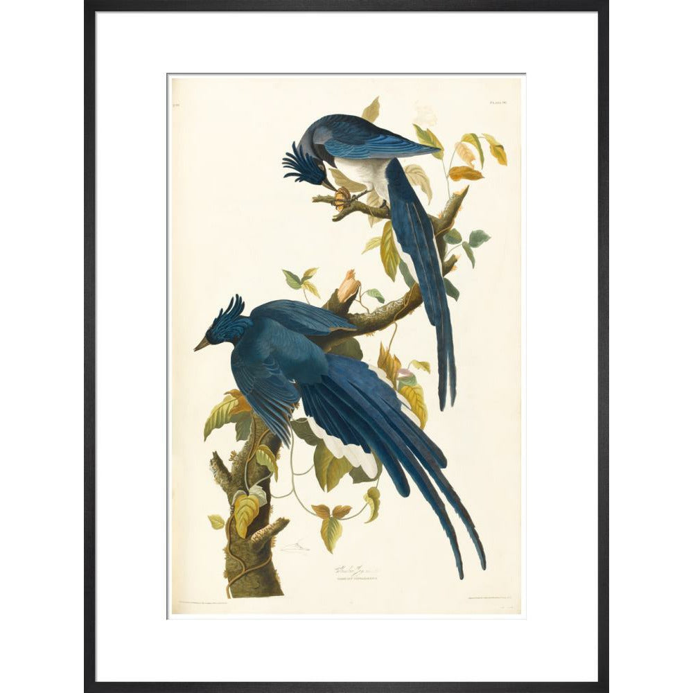 Columbia Jay - Art print