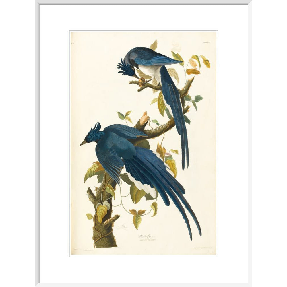 Columbia Jay - Art print