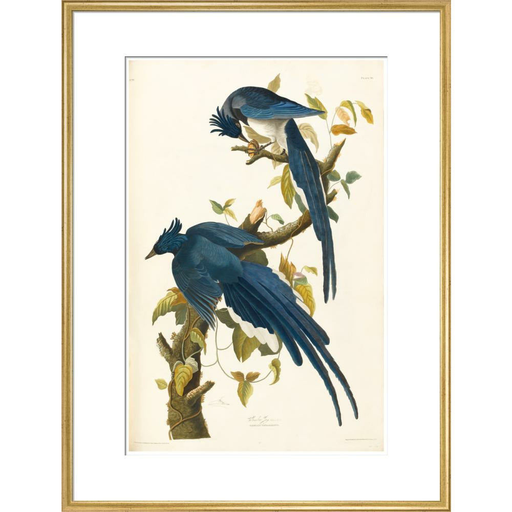 Columbia Jay - Art print