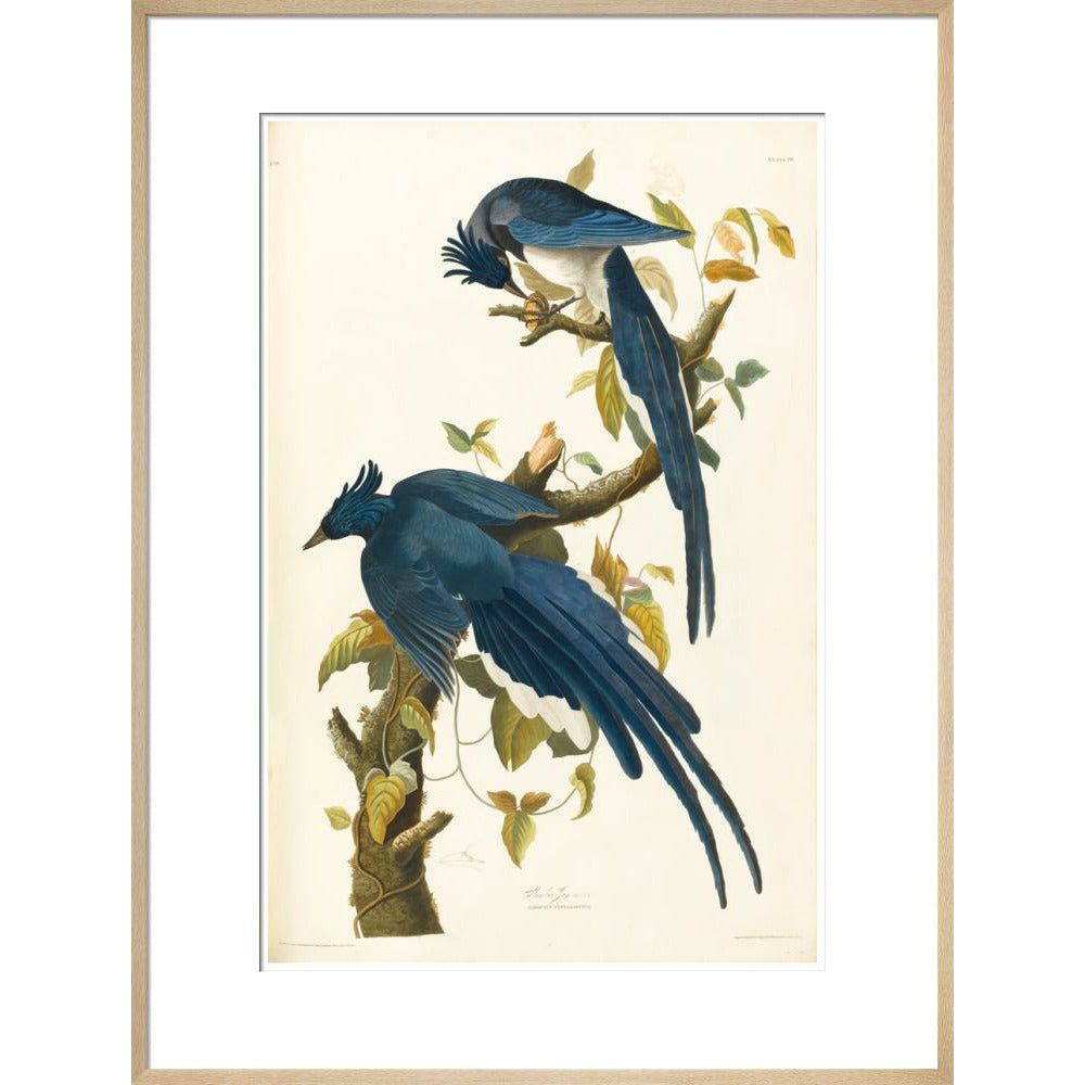 Columbia Jay - Art print