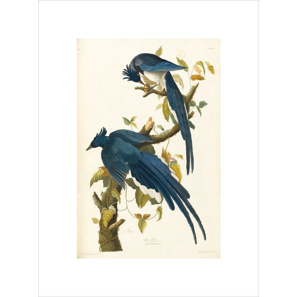 Columbia Jay - Art print